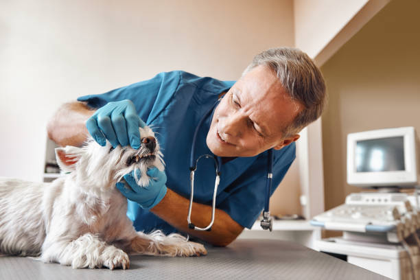 Best 24-Hour Emergency Dental Care in Winslow, AZ